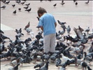 pigeons mayhem